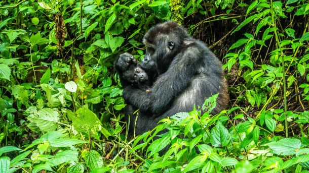 gorile nacionalni park srednjoafricka republika UNESCO
