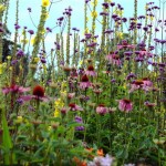 herbaceous-border-waterperry_l