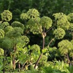 stock-footage-garden-angelica-angelica-archangelica stock-footage-garden-angelica-angelica-archangelica