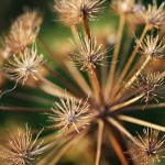 zimska angelica zimska angelica