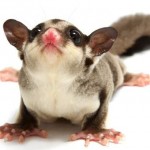 Sugar glider