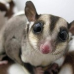 Sugar glider1