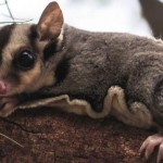 Sugar glider4