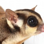 Sugar glider5