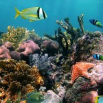 Manta Resort_1 Manta Resort_1