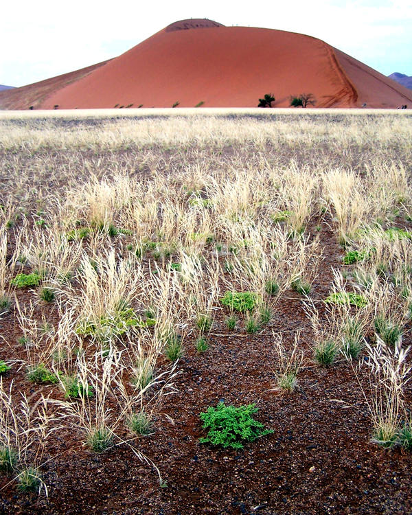 Nacionalni park Namib-Naukluft_ 13