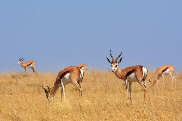 Nacionalni park Namib-Naukluft_ 4