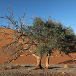 Nacionalni park Namib-Naukluft_ 6