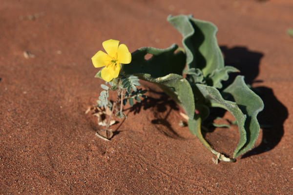 Nacionalni park Namib-Naukluft_12