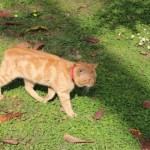 Mačka na ulicama Istanbula Mačka na ulicama Istanbula