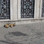 Pas na ulicama Istanbula