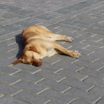 Pas na ulicama Istanbula Pas na ulicama Istanbula