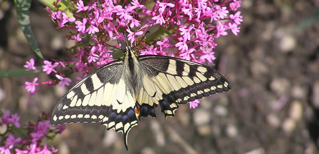 Leptiri spadaju u najnevjerojatnija i najraznolikija stvorenja na zemlji