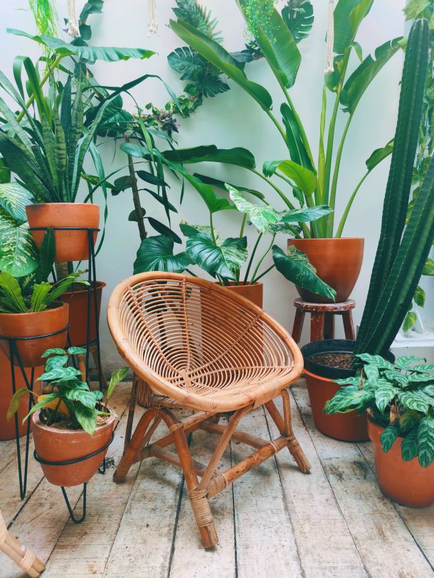 vrt stolica biljke