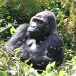 ruanda-02-gorila