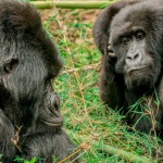 ruanda-03-gorila