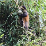 ruanda-19-majmun