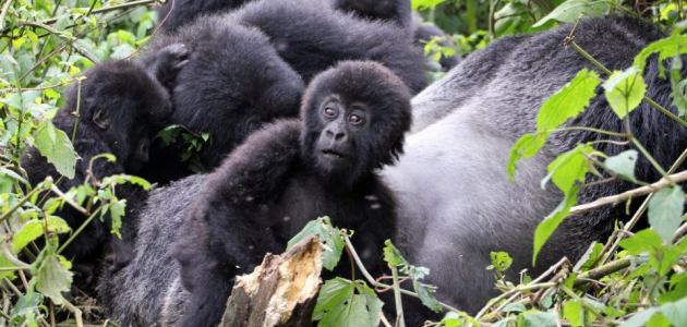 7 things you must see in Rwanda