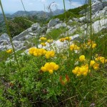 velebit-flora