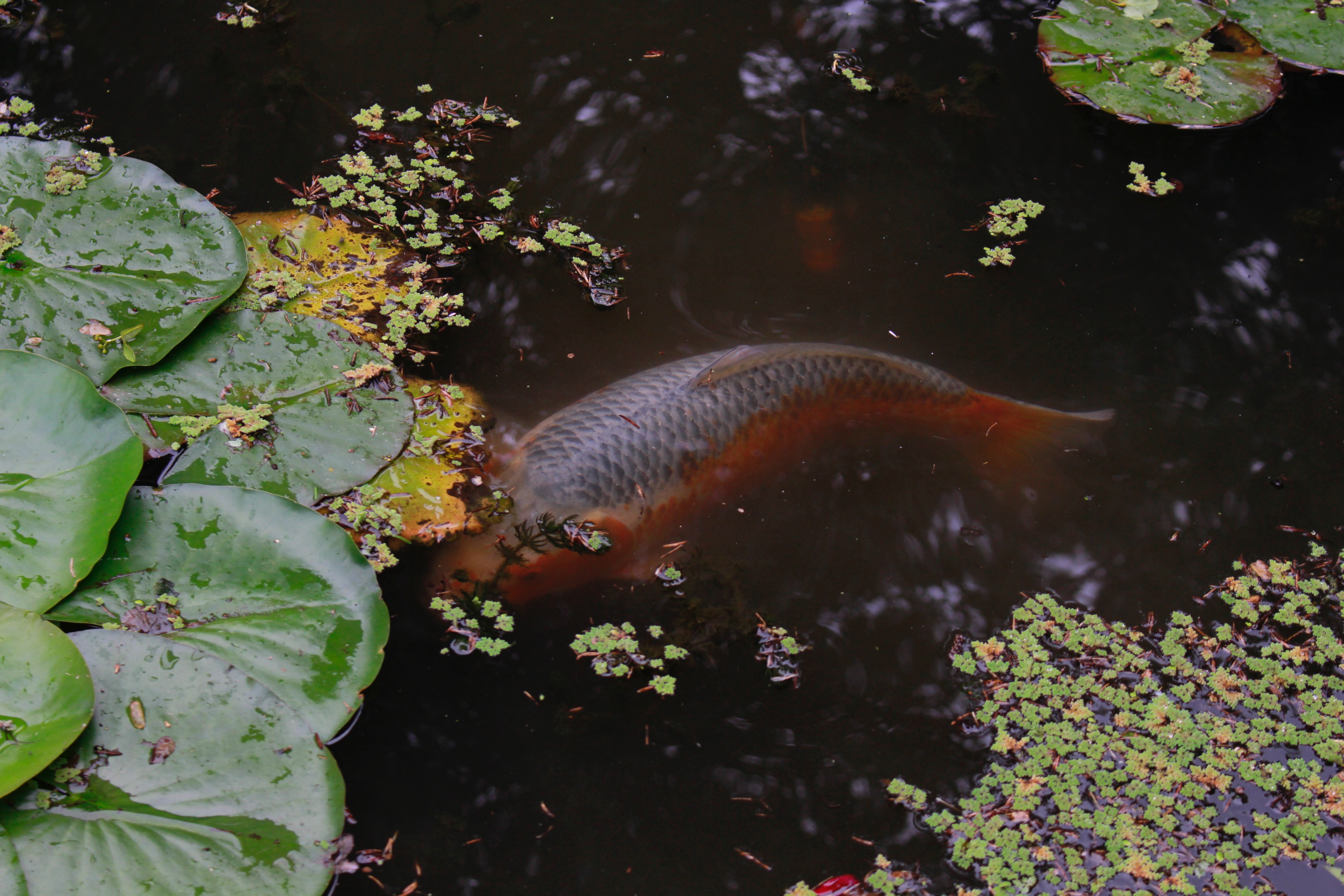 botanički vrt zagreb ribica