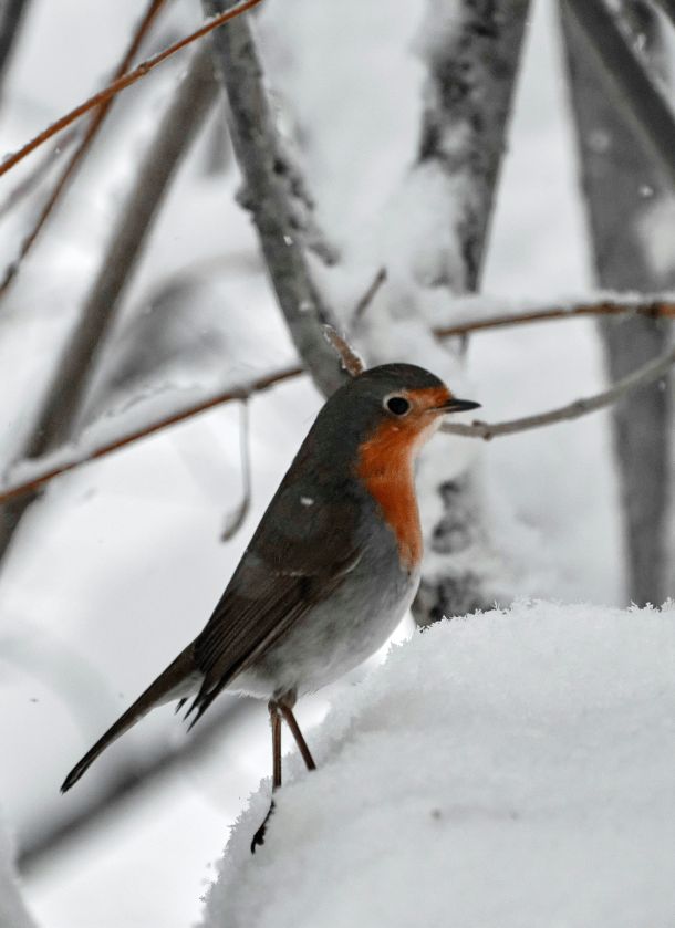 ptice u parku zimi hranjenje ptica