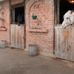 zvijezdana-klaric-12 zvijezdana-klaric-12