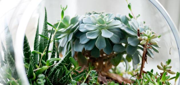 Idealne sobne biljke vašem domu