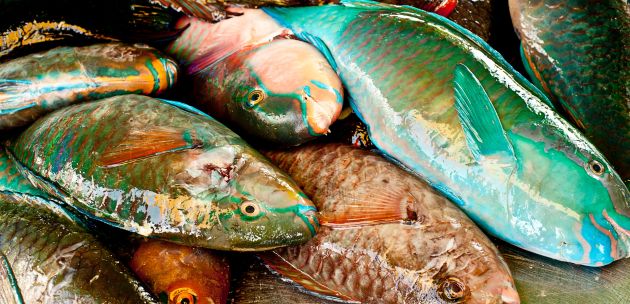Kada i zašto jesti plavu ili bijelu ribu