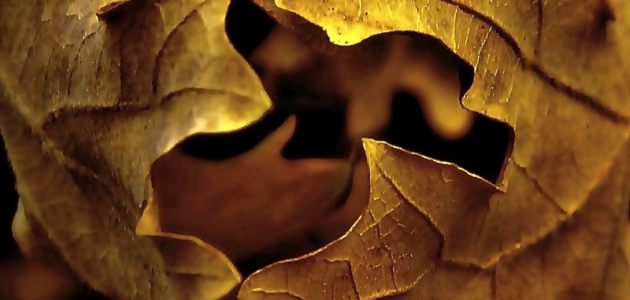 fotografije-aide-antic