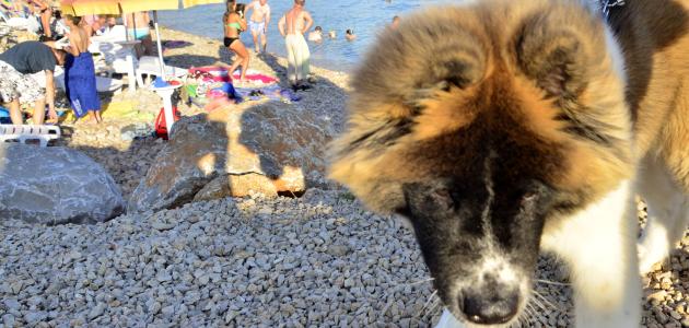 Otvorena plaža za pse