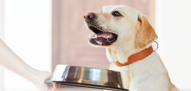 A dog being offered a silver food bowl