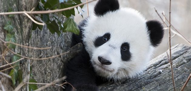 Blizanci pande iz bečkog zoološkog