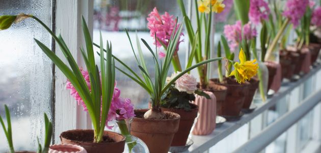 Ideje za savršeni cvjetni balkon: vaša oaza uspjeha