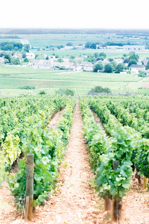 Beaujolais francuska burgundija vina