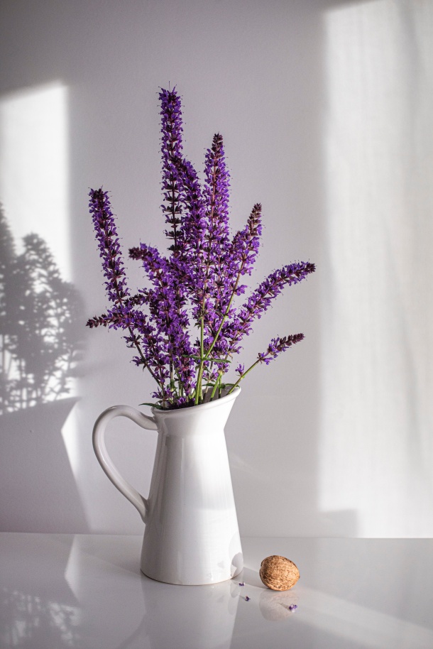 lavanda komarci