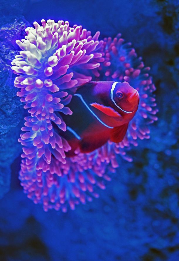 Riba klaun clown fish
