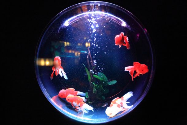 okrugli akvarij za ribice