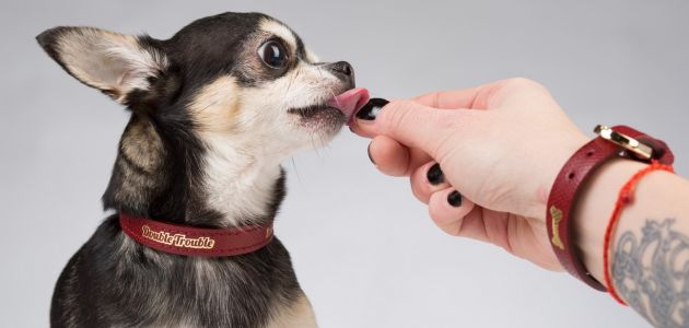 Kućni ljubimci: Kolekcija ogrlica i narukvica stvorena samo za pse