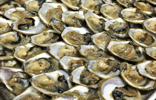 festiwine-stonske-kamenice-3