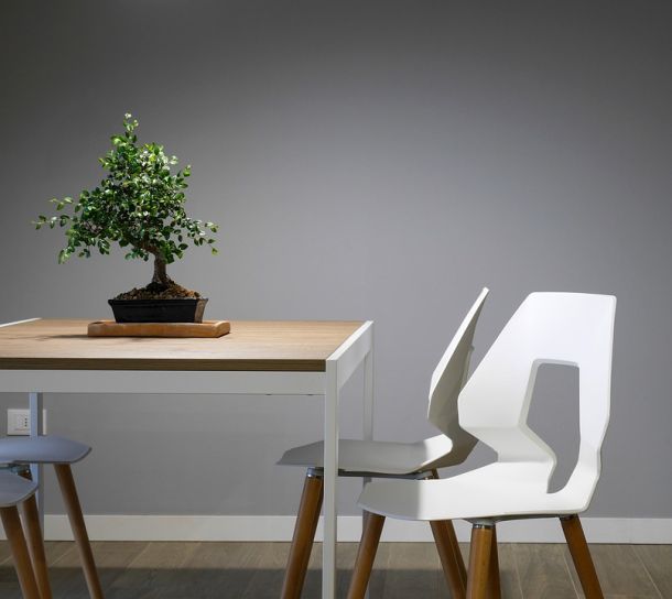 mini drvo biljke bonsai stolica interijer