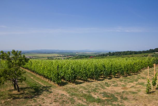vinarija-krauthaker