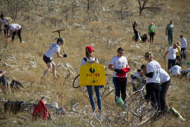 boranka-wiener-osiguranje-1