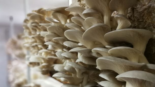 tihomir-tucman-gljive-5