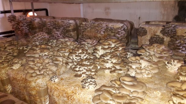 tihomir-tucman-gljive-6