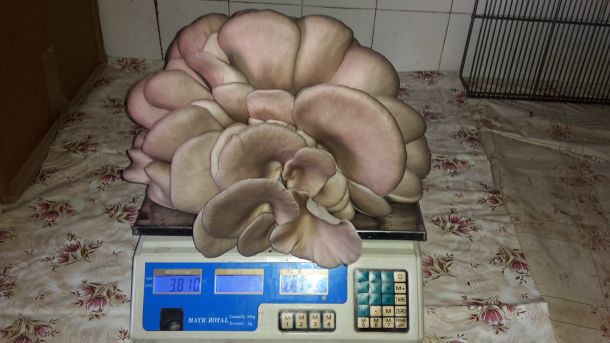 tihomir-tucman-gljive-8