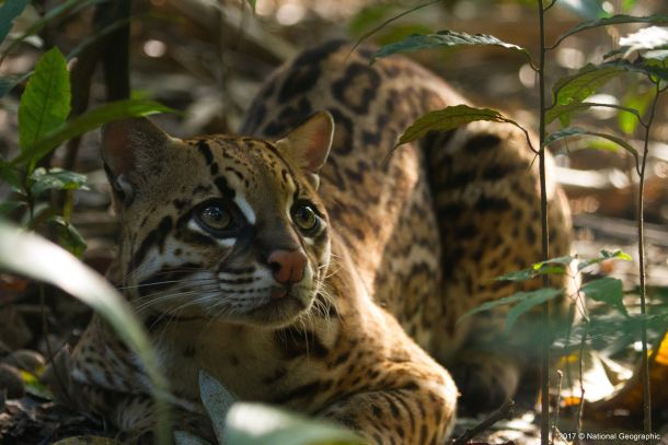 negostoljubivi-planet-1