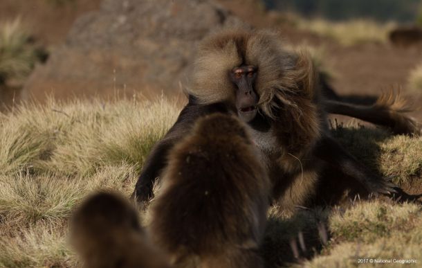 negostoljubivi-planet-2