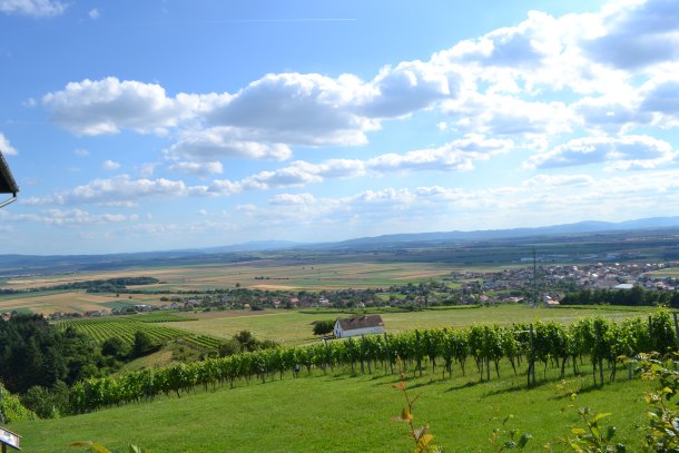 pogled-vile-vinkomir
