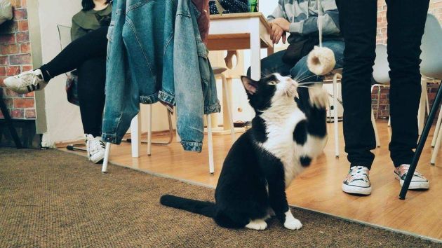 Cat cafee dočekat će vaše mace s ljubavlju – novo mjesto u Zagrebu