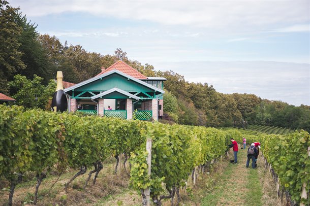 feravino-berba-08